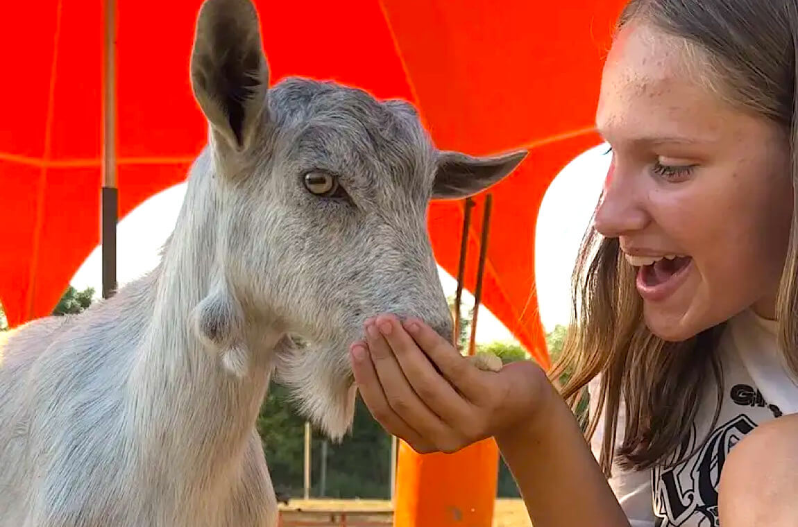 Картинка загін з козами